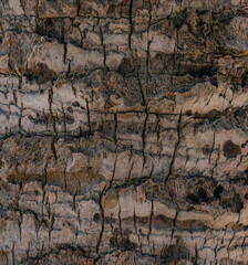 Palm tree bark texture background.