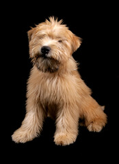 Soft Coated Wheaten Terrier Puppy dog isolated on a black background