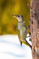 Adult grey-headed woodpecker perched on the tree in winter