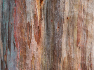 Abstract texture background of colorful of eucalyptus deglupta bark (Rainbow Eucalyptus tree).