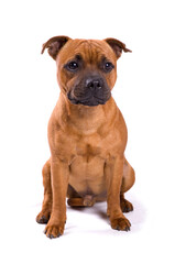 Staffordshire Bull Terrier puppy dog isolated on a white background