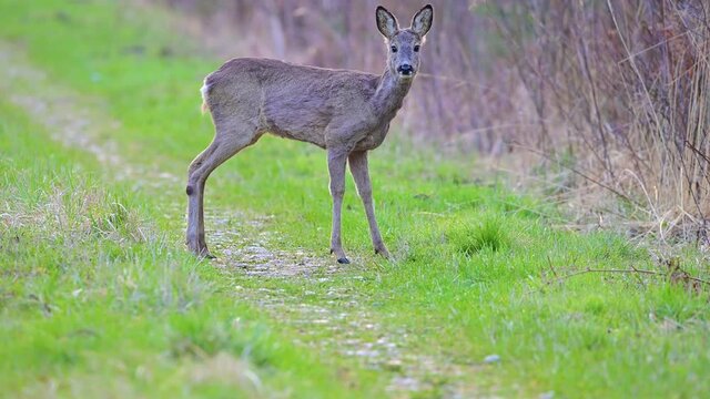 Roe deer doe in the forest