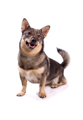 Naklejka na ściany i meble Swedish Vallhund dog sitting with open mouth isolated on a white background