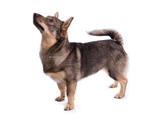 Swedish Vallhund dog in show stance isolated on a white background