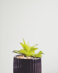 potted flower