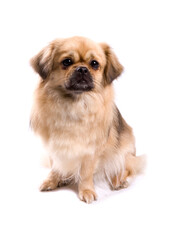 Tibetan Spaniel dog sitting isolated on a white background