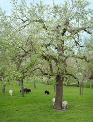 sheep and lambs in spring orchard under blue sky