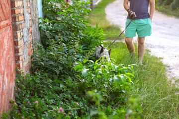 Naklejka na ściany i meble Defocus young man with his dog walking outdoor during summer day. Hound dog seating through tall thick grass or weeds at the background. Siberian laika (husky). Out of focus