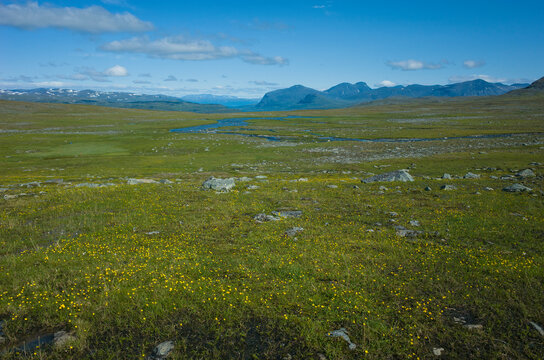 Arctic nature of Scandinavia in warm summer sunny day with blue sky. View from Nordkalottruta or Arctic hiking Trail in northern Sweden. Green meadow with many small yellow flowers