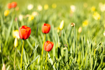 Red colored tulip flowers during sunny sping day