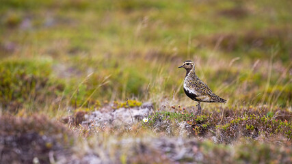 European golden plover looking on field with copy space
