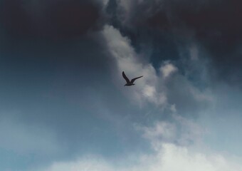 flock of birds