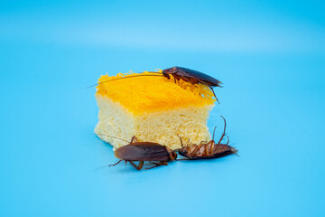 Cockroach on dessert isolated on blue background