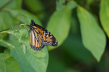 Monarch Butterfly on a green leaf