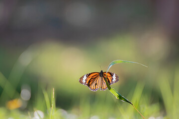 butterfly on glass