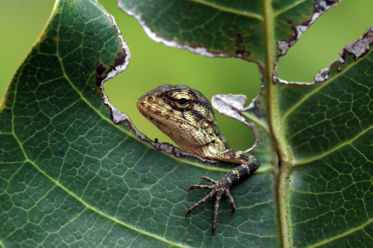Close-up of a lizard looking through a hole in a leaf, Indonesia