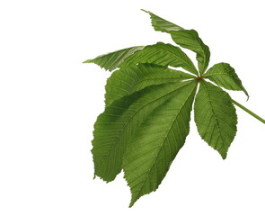 Horse-chestnut (Conker tree) twig with leaves isolated on white background with clipping path