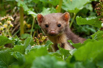 Pine marten peeking out from plants in summer nature