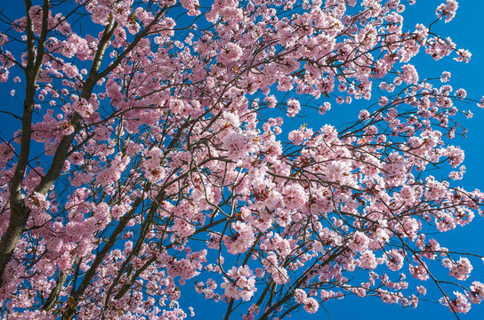 Pink cherry blossom, Flowers on sakura tree in springtime on blue sky background