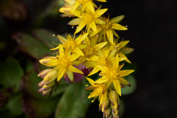 Sedum palmeri flower, is a succulent plant of the Crassulaceae family native to the mountains of Mexico