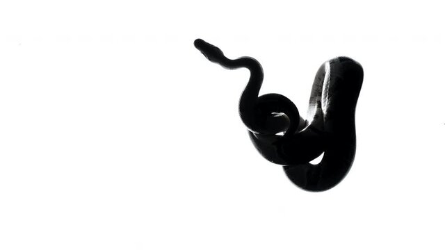 Footage of python silhouette on white background