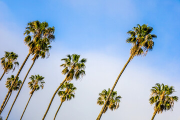 palm trees against blue sky