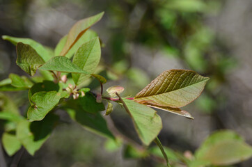 A branch with young spring colorful leaves under the sunlight on a blurred spring background.