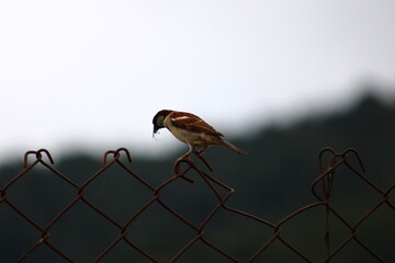 Sparrows existence at the world is the rearest