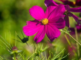 Pink cosmos flower, Cosmos bipinnatus, has a visitor hoverfly seeking nectar, closeup with selective focus and copy space