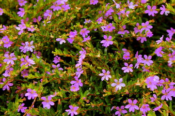 flowers in the garden