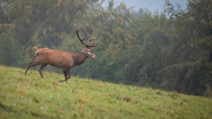 Red deer in movement on green meadow in autumn mist