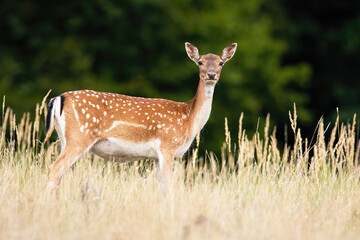 Fallow deer looking to the camera on meadow in summer