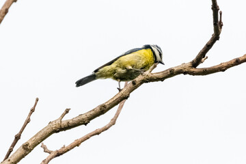 blue tit on a tree branch