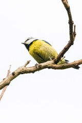 Fototapeta premium blue tit on a tree branch