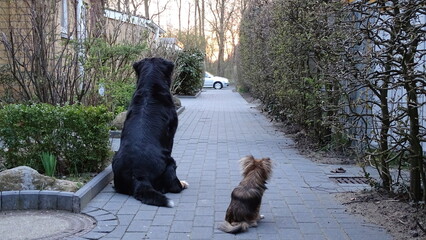 Meine 2 Hunde von Hinten.