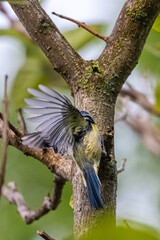 blue tit on a tree branch
