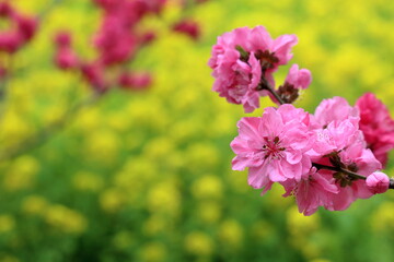 可愛らしい桃色のハナモモ　（西川花公園　高知県）