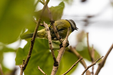 blue tit on a tree branch