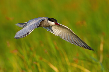 Common tern landing in wetland in sunny summer nature