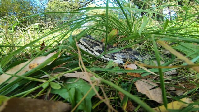 A live python in the grass, clicking its tongue. A large boa constrictor went hunting. Animal wildlife background concept.