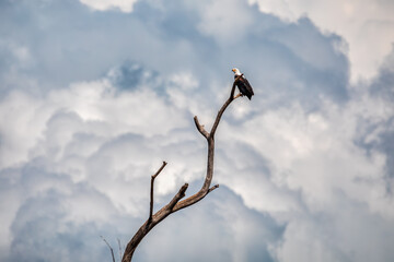 Fototapeta na wymiar African Fish Eagle perched on tree against dramatic sky, Haliaeetus vocifer, large species of eagle found throughout sub-Saharan Africa, Chamo lake, Ethiopia Africa wildlife