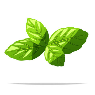 Basil leaves vector isolated illustration