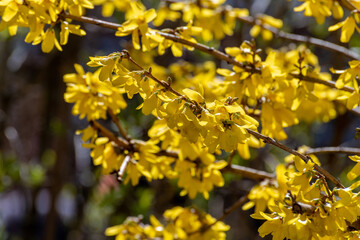 Obraz premium Bright yellow forsythia flowers in early spring