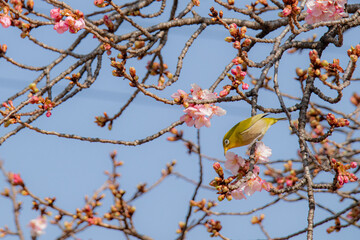 河津桜をつつくメジロ