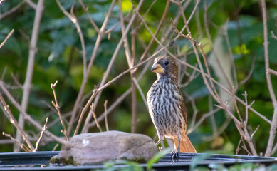 Wild bird in South Africa drinks water from a man-made pond in an urban garden 