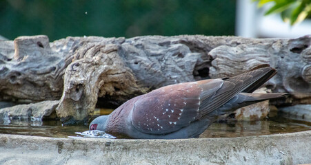 Wild bird in South Africa drinks water from a man-made pond in an urban garden 