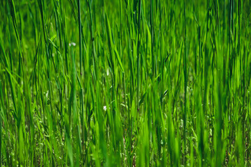 Fototapeta na wymiar Green grass texture background for making green backdrop