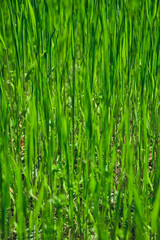 Green grass texture background for making green backdrop