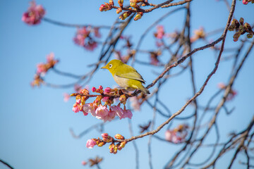 メジロと河津桜