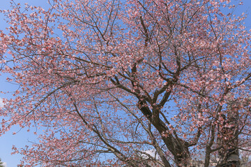 桜，青空，雲，ピンク